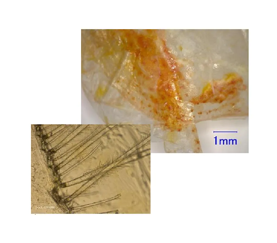 食品に混入していたフィルム状異物の事例画像