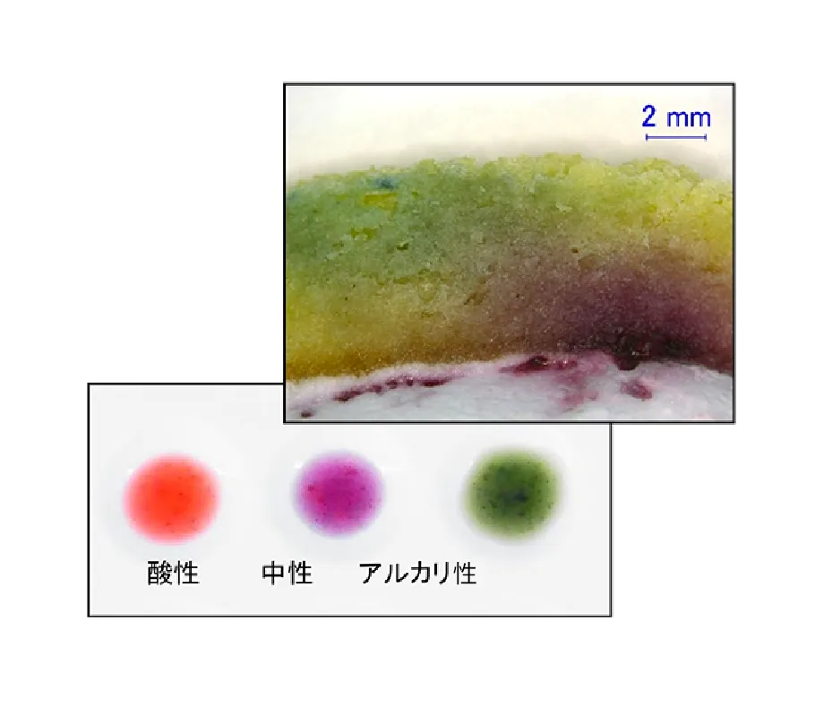 酸性、中性、アルカリ性が示された色の変化の画像。