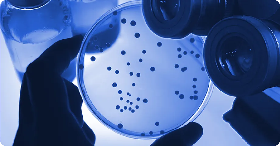 ペトリ皿で培養中の細菌コロニー