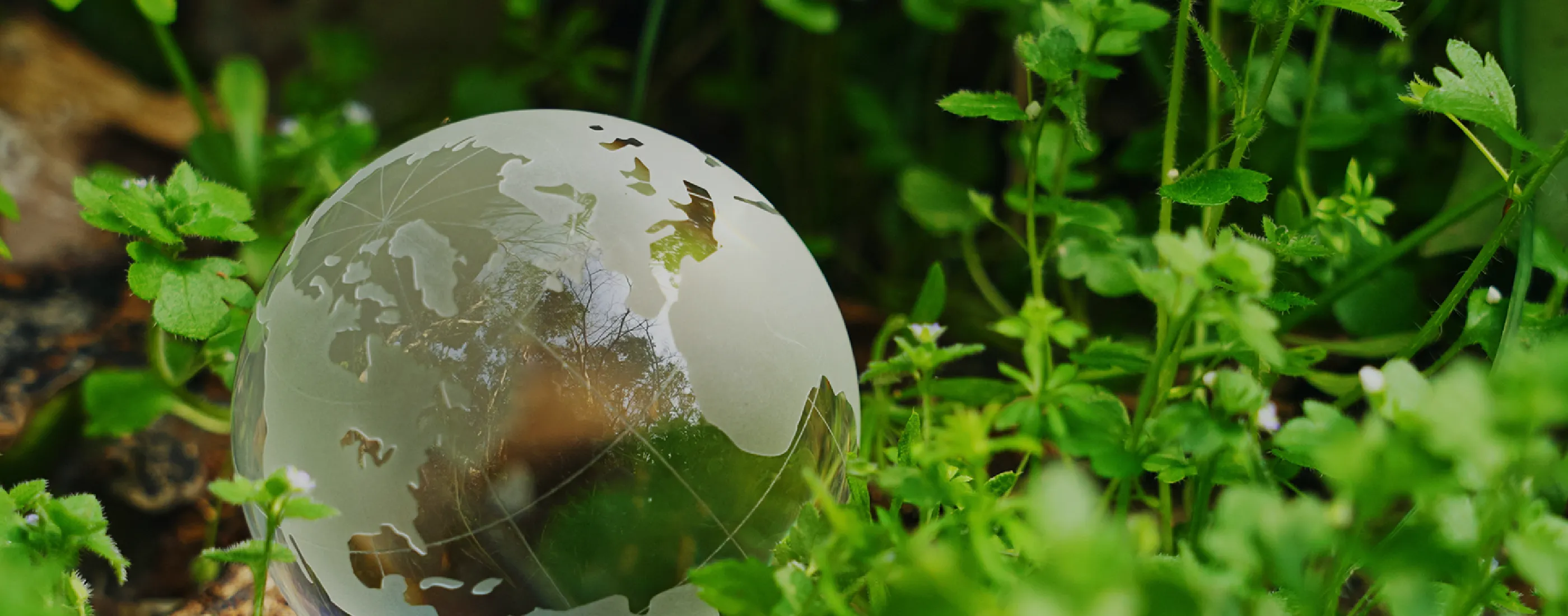 サステナビリティイメージ